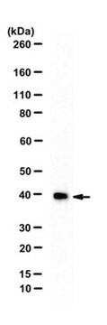 Anti-WDR5 Antibody Upstate&#174;, from rabbit