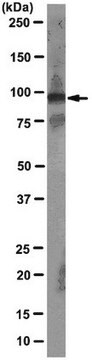 Anti-TERT (human) Antikörper, Klon 2C4 clone 2C4, from mouse