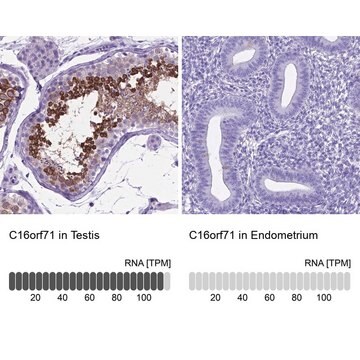 Anti-C16orf71 antibody produced in rabbit Prestige Antibodies&#174; Powered by Atlas Antibodies, affinity isolated antibody, buffered aqueous glycerol solution