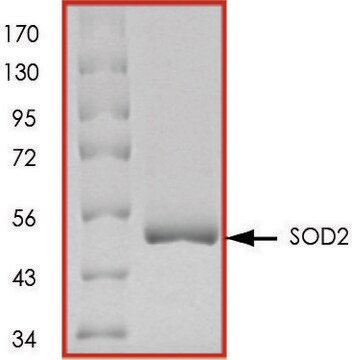 SOD2, GST tagged human recombinant, expressed in E. coli, &#8805;70% (SDS-PAGE), buffered aqueous glycerol solution