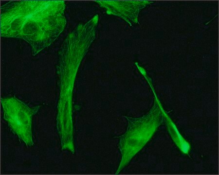 モノクロナール抗&#946;-チューブリン&#8722;FITC マウス宿主抗体 clone TUB 2.1, purified from hybridoma cell culture