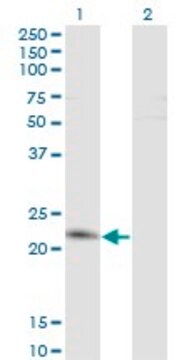 Monoclonal Anti-TWIST2 antibody produced in mouse clone 3C12, purified immunoglobulin, buffered aqueous solution