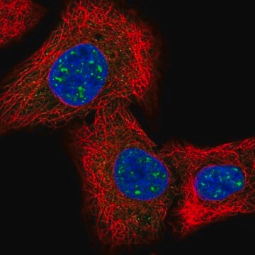 Anty-IQCK Prestige Antibodies&#174; Powered by Atlas Antibodies, affinity isolated antibody