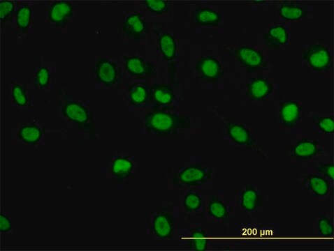 Monoclonal Anti-NFIC antibody produced in mouse clone 1D6, purified immunoglobulin, buffered aqueous solution