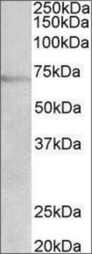 Anti-DBH antibody produced in goat affinity isolated antibody, buffered aqueous solution