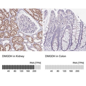 Anti-DMGDH antibody produced in rabbit Prestige Antibodies&#174; Powered by Atlas Antibodies, affinity isolated antibody, buffered aqueous glycerol solution