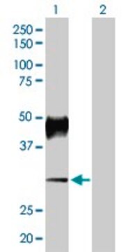 Anti-ATP4B antibody produced in rabbit purified immunoglobulin, buffered aqueous solution