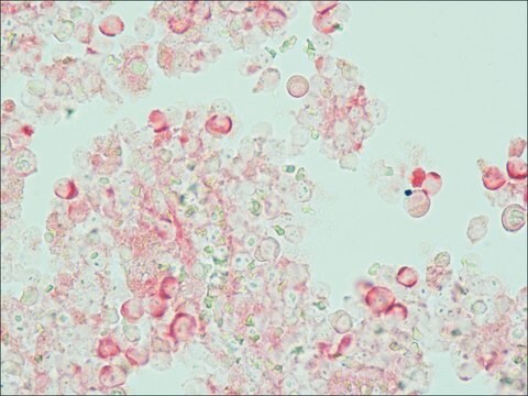 Monoklonalne przeciwciało przeciwko bydlęcejIgG-fosfatazie alkalicznej clone BG-18, purified immunoglobulin, buffered aqueous glycerol solution