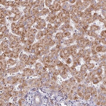 Anti-ZNF644 antibody produced in rabbit Prestige Antibodies&#174; Powered by Atlas Antibodies, affinity isolated antibody, buffered aqueous glycerol solution