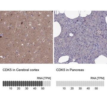 Anti-CDK5 antibody produced in rabbit Prestige Antibodies&#174; Powered by Atlas Antibodies, affinity isolated antibody