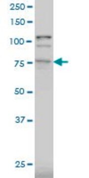 ANTI-PRKCD antibody produced in mouse clone 8H6, purified immunoglobulin, buffered aqueous solution