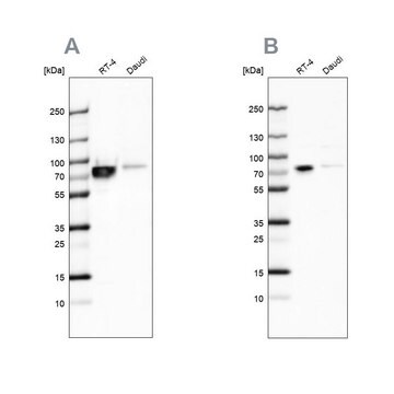 Anti-DDX3X antibody produced in rabbit Ab1, Prestige Antibodies&#174; Powered by Atlas Antibodies, affinity isolated antibody, buffered aqueous glycerol solution