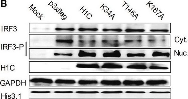 Anti-Phospho-IRF-3(Ser396)-Antikörper from rabbit, purified by affinity chromatography