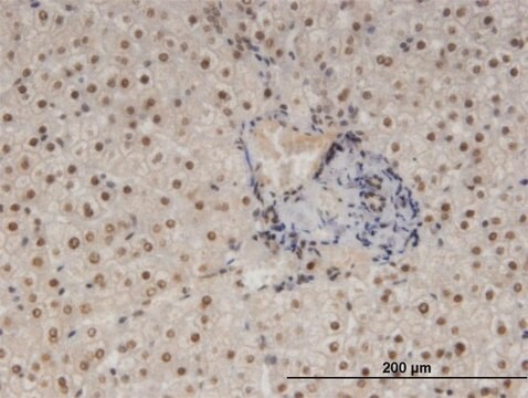 Monoclonal Anti-NFIB antibody produced in mouse clone 2D6, purified immunoglobulin, buffered aqueous solution