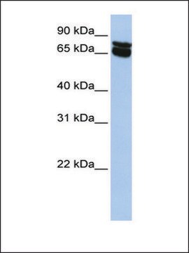 抗B4GALNT1抗体 ウサギ宿主抗体 affinity isolated antibody