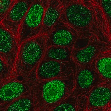 Anti-CIRBP antibody produced in rabbit Prestige Antibodies&#174; Powered by Atlas Antibodies, affinity isolated antibody