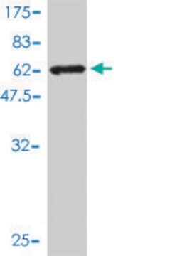 Monoclonal Anti-AKR7A2 antibody produced in mouse clone 2A6, purified immunoglobulin, buffered aqueous solution