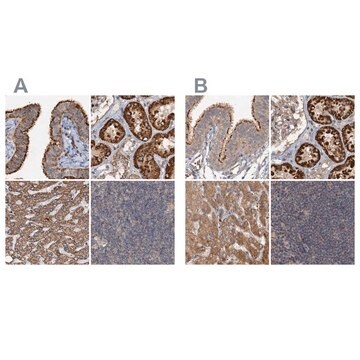 Anti-CEP68 antibody produced in rabbit Prestige Antibodies&#174; Powered by Atlas Antibodies, affinity isolated antibody, buffered aqueous glycerol solution