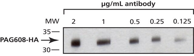 Anticorpo anti-HA, monoclonale murino clone HA-7, purified from hybridoma cell culture