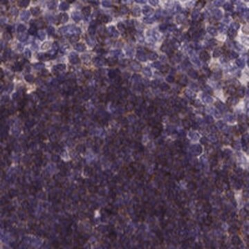 Anti-THEMIS antibody produced in rabbit Prestige Antibodies&#174; Powered by Atlas Antibodies, affinity isolated antibody, buffered aqueous glycerol solution