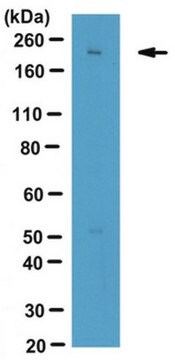 Anti-LTBP-1 Antibody serum, from rabbit