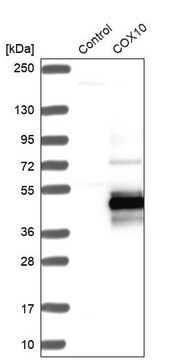 抗COX10抗体 ウサギ宿主抗体 Prestige Antibodies&#174; Powered by Atlas Antibodies, affinity isolated antibody, buffered aqueous glycerol solution