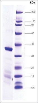 TFIIA-p55 human recombinant, expressed in E. coli, &#8805;80% (SDS-PAGE)