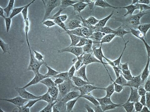 HT-22 Neuronale Zelllinie aus dem Maushippocampus HT-22 mouse neuronal cell line is a valuable cell model for studies of glutamate-induced toxicity in neuronal cells.