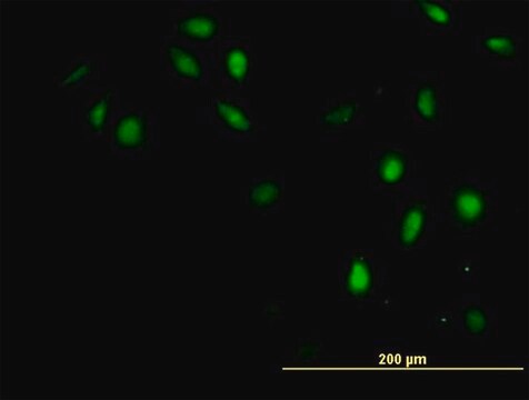 抗GTF2H4抗体 マウス宿主抗体 purified immunoglobulin, buffered aqueous solution