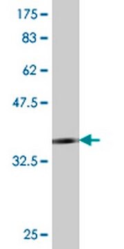 Mysz anty-TLR4 mAb (1H7) liquid, clone 1H7, Calbiochem&#174;