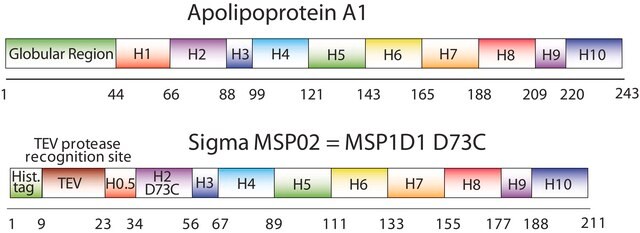 Białko rusztowania błonowego 1D1 D73C recombinant, expressed in E. coli, Cysteine substituted at position 73