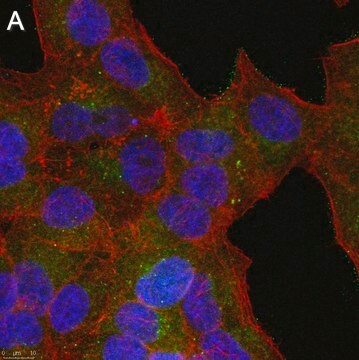 Anti-phospho-GSK3&#946; Ser9 Antibody, clone 6K18 ZooMAb&#174; Rabbit Monoclonal recombinant, expressed in HEK 293 cells