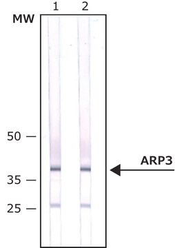 抗ARP3抗体，小鼠单克隆 小鼠抗 clone FMS338, purified from hybridoma cell culture