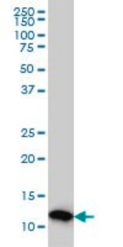 Monoclonal Anti-PFN2 antibody produced in mouse clone 5F11, purified immunoglobulin, buffered aqueous solution