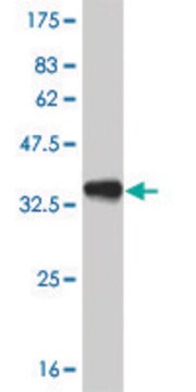 Monoclonal Anti-PITX1, (C-terminal) antibody produced in mouse clone 6D4, purified immunoglobulin, buffered aqueous solution