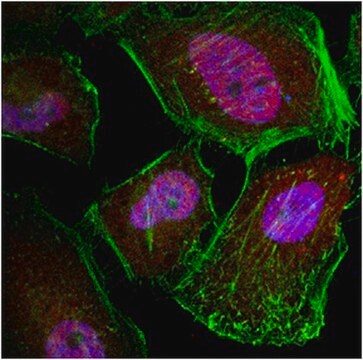 Anticorps anti-caspase&nbsp;3 from rabbit, purified by affinity chromatography