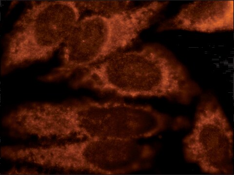 Anti-Derlin-3 antibody produced in rabbit ~1&#160;mg/mL, affinity isolated antibody, buffered aqueous solution