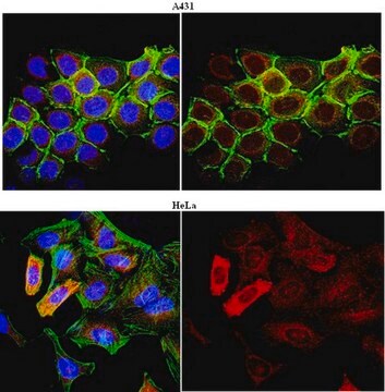 Anticorpo anti-STAT3, clone 18F7.1 clone 18F7.1, from mouse