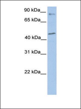 Anti-POLK antibody produced in rabbit affinity isolated antibody