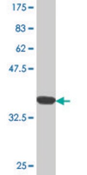 Monoclonal Anti-FABP3 antibody produced in mouse clone 2F1, purified immunoglobulin, buffered aqueous solution