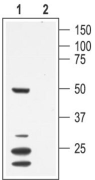 Anti-Potassium Channel Kv1.7 in Kaninchen hergestellte Antikörper affinity isolated antibody, lyophilized powder