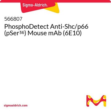 PhosphoDetect Anti-Shc/p66 (pSer³⁶) Mouse mAb (6E10)