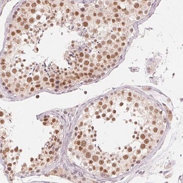 抗NXF3抗体 ウサギ宿主抗体 Prestige Antibodies&#174; Powered by Atlas Antibodies, affinity isolated antibody, buffered aqueous glycerol solution