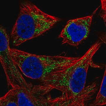 Anti-PMPCB antibody produced in rabbit Prestige Antibodies&#174; Powered by Atlas Antibodies, affinity isolated antibody