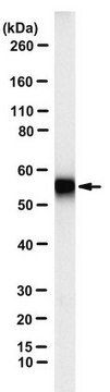 Anti-IZUMO1 Antibody, clone Mab120 clone Mab120, from rat