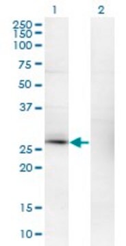 Monoclonal Anti-CSEN antibody produced in mouse clone 2B3-A1, ascites fluid