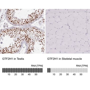 Anti-GTF2H1 antibody produced in rabbit Prestige Antibodies&#174; Powered by Atlas Antibodies, affinity isolated antibody, buffered aqueous glycerol solution