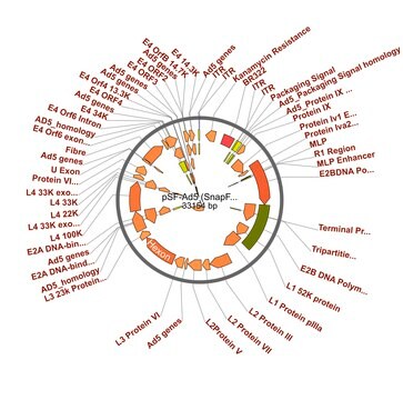 PSF-AD5 - ADENOVIRUS TYPE 5 PLASMID plasmid vector for molecular cloning