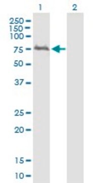 Anti-WDTC1 antibody produced in mouse IgG fraction of antiserum, buffered aqueous solution