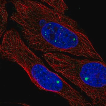 Anti-ZDHHC4 antibody produced in rabbit Prestige Antibodies&#174; Powered by Atlas Antibodies, affinity isolated antibody